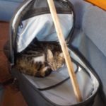 Jeder Schlafplatz wird ausprobiert